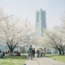 전국 4월 봄꽃축제 일정...^^ 이미지