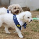 P&M 반려견교육센터 대전점 이미지