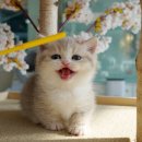 강남 고양이 분양 냥블리 이미지