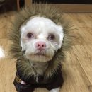 멍멍샤워 이미지