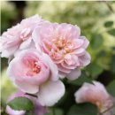 묘 미 앤 이미지