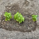 🌱나의 작은 텃밭 일지 | 텃밭에 작물 심기