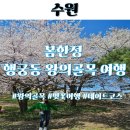 연무초등학교 | 수원 화성어차 봄한정 행궁동 왕의골목 벚꽃길 데이트코스로 가볼만한 곳