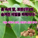 여문2로L | 흙 속의 알, 토란(芋)의 숨겨진 비밀을 파헤치다: 가을 식탁의 보약, 토란국 심층 탐구!
