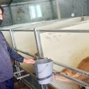 송아지농장 이미지