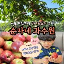 순자네 | 6월 제철과일 산지직송 복숭아 '순자네과수원' 5세도 반한 신비복숭아 후기