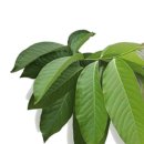 바나바 잎 효능 이미지