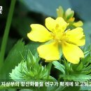 [10편 양지꽃]희귀식물,귀화식물/세상에 첫선을 보이는 야생화이야기 10편 양지꽃/꽃말: 사랑스러움 이미지
