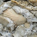 서귀포 패류화석산지: 200만년 시간여행 이미지