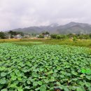 연꽃방죽체육공원 | 곡성 가볼만한 곳 연꽃방죽 죽동제