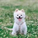 하안동물병원 이미지