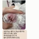 코코멍냥 | [동탄애견미용] 스트레스 최소화 미용하는곳 "코코멍냥" 추천