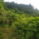 곰솔부동산공인중개사사무소 이미지