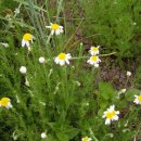 [허브]캐모마일(chamomile)의 효능 이미지