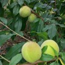 머물농장 이미지