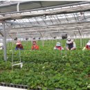 논산시 농업기술센터, 바이러스 없는 우량 딸기묘 11만주 분양 이미지