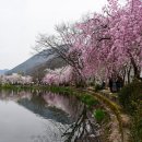 영산 연지못 이미지