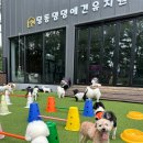 딩동댕댕 애견 유치원 네이버블로그