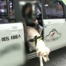 펫택시 이미지