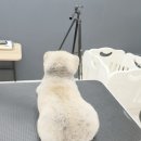 박꽃순펫미용 이미지