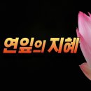 1☂️연잎의지혜 + 1☂️삼척의 노 신사 이미지