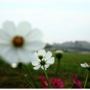 콩스몽스 이미지