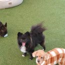 486독캠프 이미지