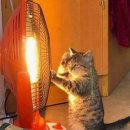 브이 | 마미케어 브이쎄라 ems 효과 내돈내산 후기(+반전)