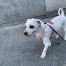 도그 윤 이미지