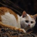 솔향기길야영장 이미지