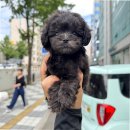 버디독 강아지분양 고양이분양 안심분양센터 인천점 | 버디독 안심입양센터 인천점 인천고양이입양 안내