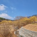 이천산수유마을 | 2026 이천 산수유축제 후기 및 주차 꿀팁 사진명당