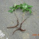 강교1리 이미지