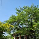 올림픽약국 | 올림픽공원·어린이대공원·아차산·용마산·망우산 하루에 다 걸어봤어? 산책 후기