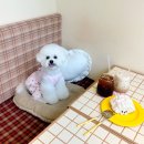 피디유피