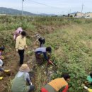 낙동면 상촌리 이미지