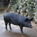 대송축산 이미지