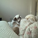 DOG깨비 강아지 미용실 | 거제도애견미용 핫dog 친절한 옥포 강아지 미용