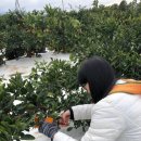 우진농장 | 맛나식당, 제주텐저린267 감귤따기체험, 효리네민박 소길별하, 금오름, 돌담흑돼지 연동본점, 우진해장국)