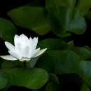 수련으로 수련하다. 이미지