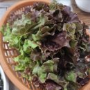 경남창녕현지인맛집 만석 낙지볶음 맛있는곳♥/ 블랙퀸의 치킨사랑 양념치킨포장