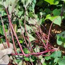 퍽퍽한 밤고구마 모종 있습니다 이미지