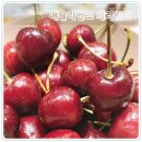 4087 | [공지] 애슐리 퀸즈 동아쇼핑 체리위크 시즌에 맛본 생체리바스켓 런치 방문 후기