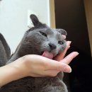 그린청결 네이버블로그