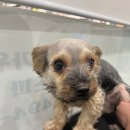 마이뷰티독 스타필드 부천점 이미지