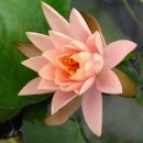 연꽃세상 이미지