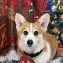 팍스도그트레이닝센터 이미지