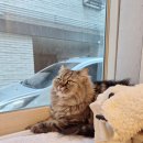 3463 | 대전 고양이 호텔 대전 탁묘 다묘가정호텔링 페르시안캣~