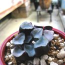 도매만상 이미지