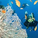 세계의 명소와 풍물 오스트레일리아, Great Barrier Reef (대보초) 이미지